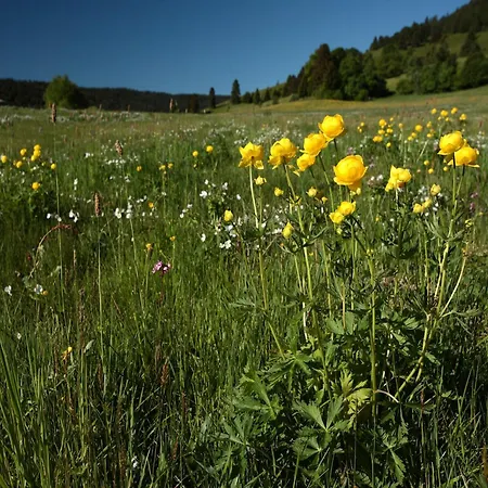 Im Bernautal * Bernau im Schwarzwald