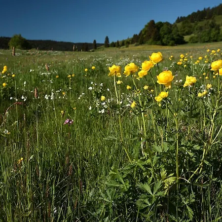 In Black Forest With Valley View Bernau im Schwarzwald