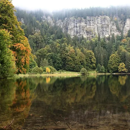 In Black Forest With Valley View *